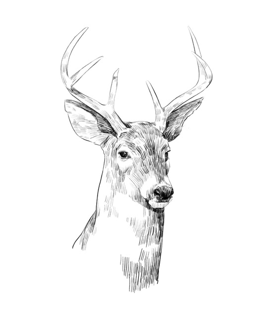 Young Buck Sketch I