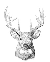 Young Buck Sketch II
