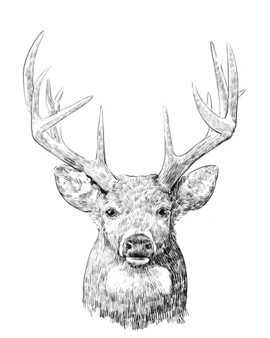Young Buck Sketch II