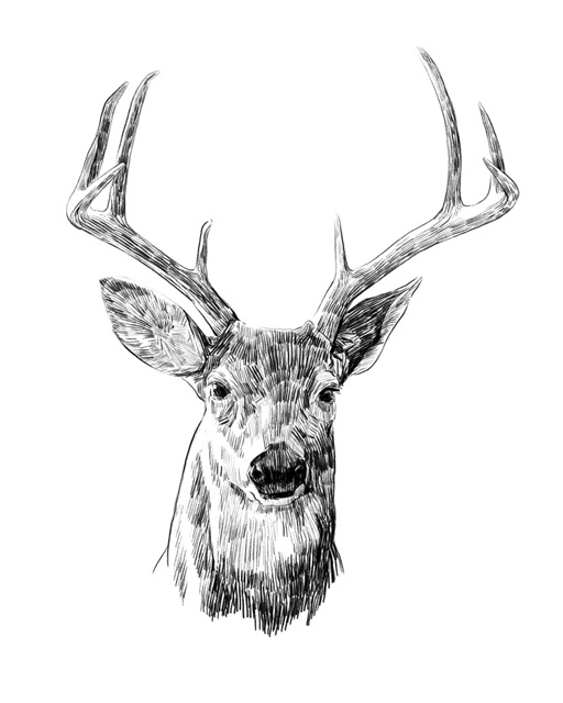 Young Buck Sketch III