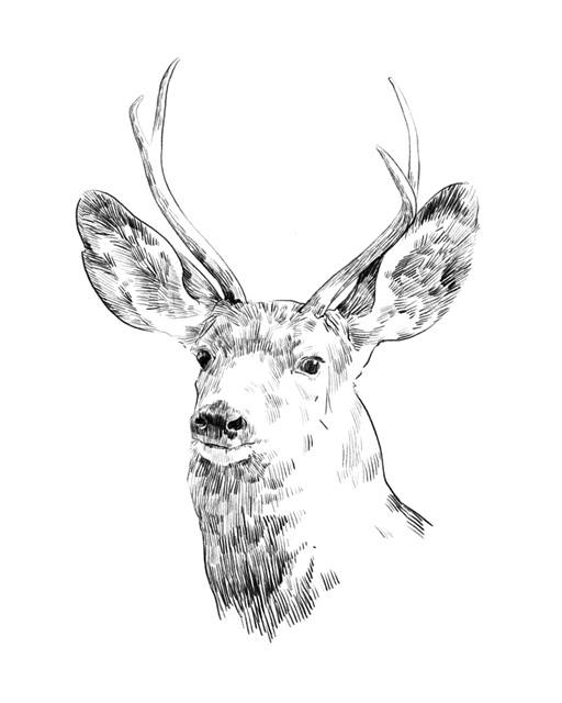 Young Buck Sketch IV