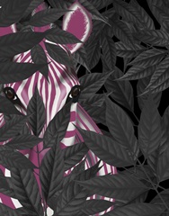 Zebra, Pink in Black Leaves
