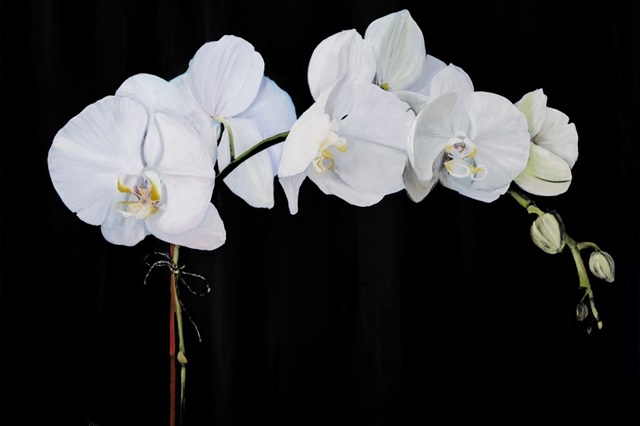 Dramatic Orchids II