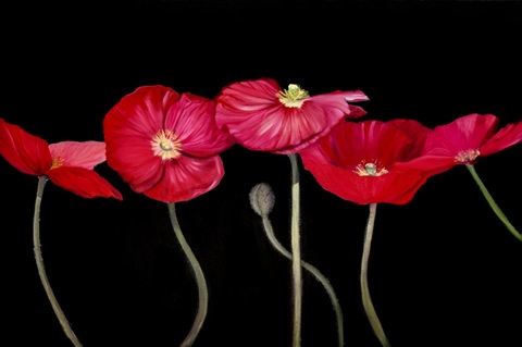 Dramatic Poppies