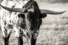 Longhorn Portrait