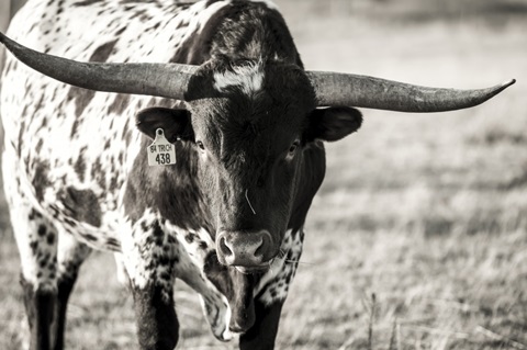 Longhorn Portrait