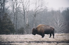 Solitary Bison I