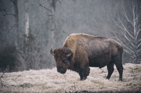 Solitary Bison II