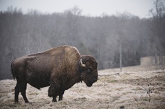 Solitary Bison III