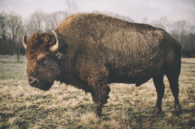Solitary Bison IV