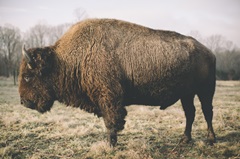 Solitary Bison V