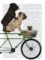 Pugs on Bicycle