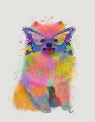 Rainbow Splash Pomeranian