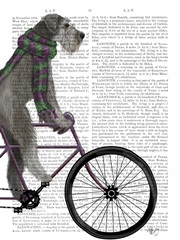 Schnauzer on Bicycle, Grey