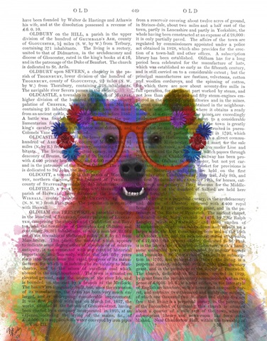 Rainbow Splash Bear