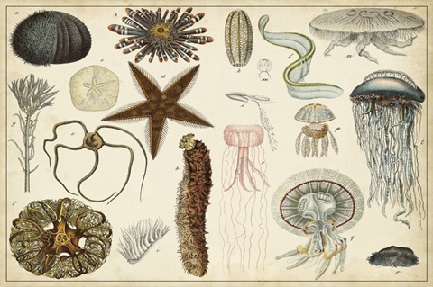 Antique Sealife Chart