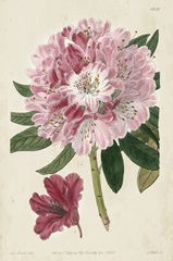 Imperial Floral III