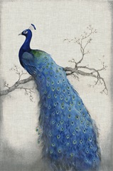 Peacock Blue II