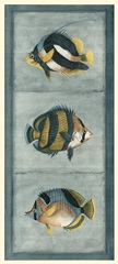 Tropical Fish Trio II