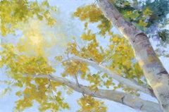 Aspen Canopy