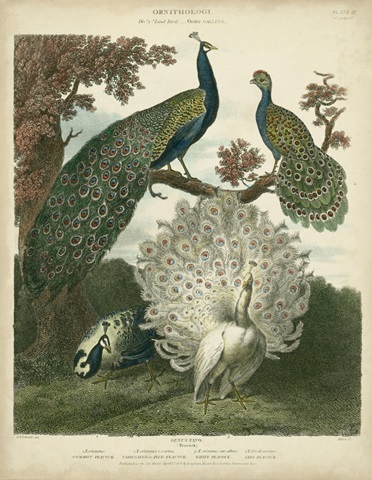Peacock Gathering