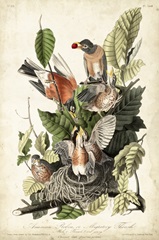 Audubon's American Robin