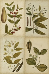 Botanical Montage I