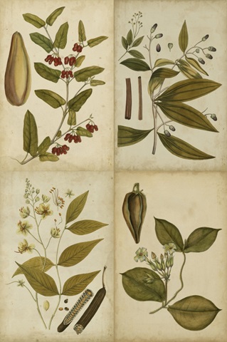 Botanical Montage I