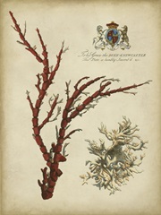 Imperial Coral I