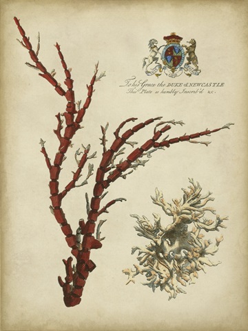 Imperial Coral I
