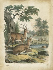 Nature's Gathering IV