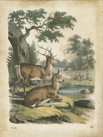 Nature's Gathering IV