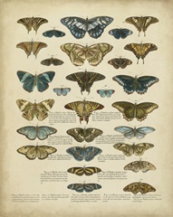 Tabula de Papilio