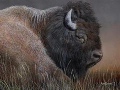 American Icon- Bison