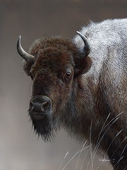 American Icon- Buffalo