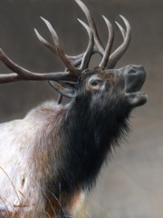 American Icon- Elk