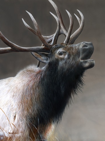 American Icon- Elk