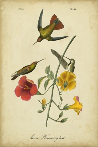 Audubon Mango Hummingbird