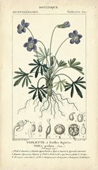Botanique Study in Lavender IV