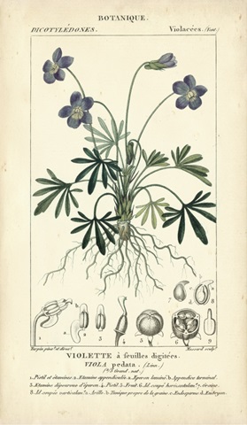 Botanique Study in Lavender IV