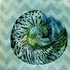 Chevron Shell II