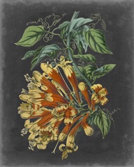 Dramatic Tropical Beauty II