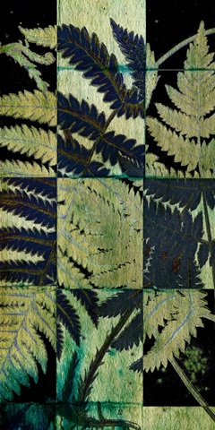 Midnight Ferns I