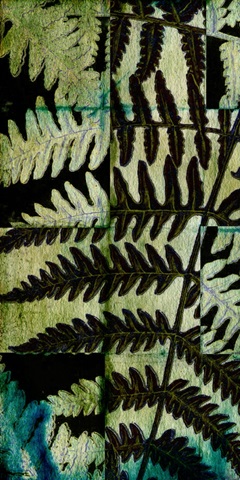 Midnight Ferns II