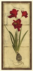 Amaryllis Panel II