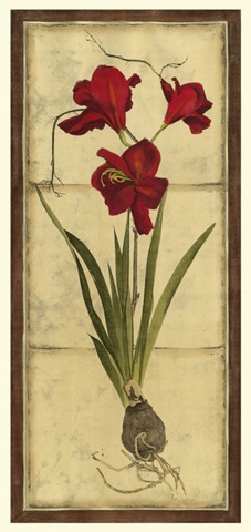 Amaryllis Panel II