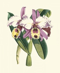 Magnificent Orchid I