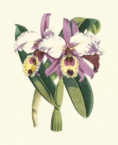 Magnificent Orchid I