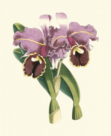 Magnificent Orchid II