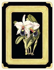 Orchids on Black I